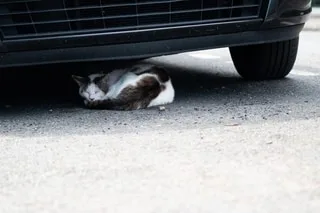 INCENDIES : QUE DEVIENNENT LES ANIMAUX DOMESTIQUES LORS DES ÉVACUATIONS ?