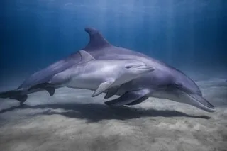 ENTRETIEN. COP17 BIODIVERSITÉ : « IL N’EST PLUS QUESTION DE NOTRE MAISON COMMUNE QU’EST LA TERRE », ESTIME CE DIPLOMATE