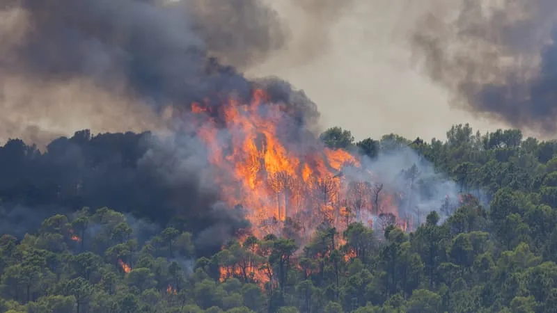 « LA SITUATION EST EN VOIE DE STABILISATION »: L’INCENDIE DANS LE VAR A PARCOURU 2.700 HECTARES, ENVIRON 1000 POMPIERS MOBILISÉS
