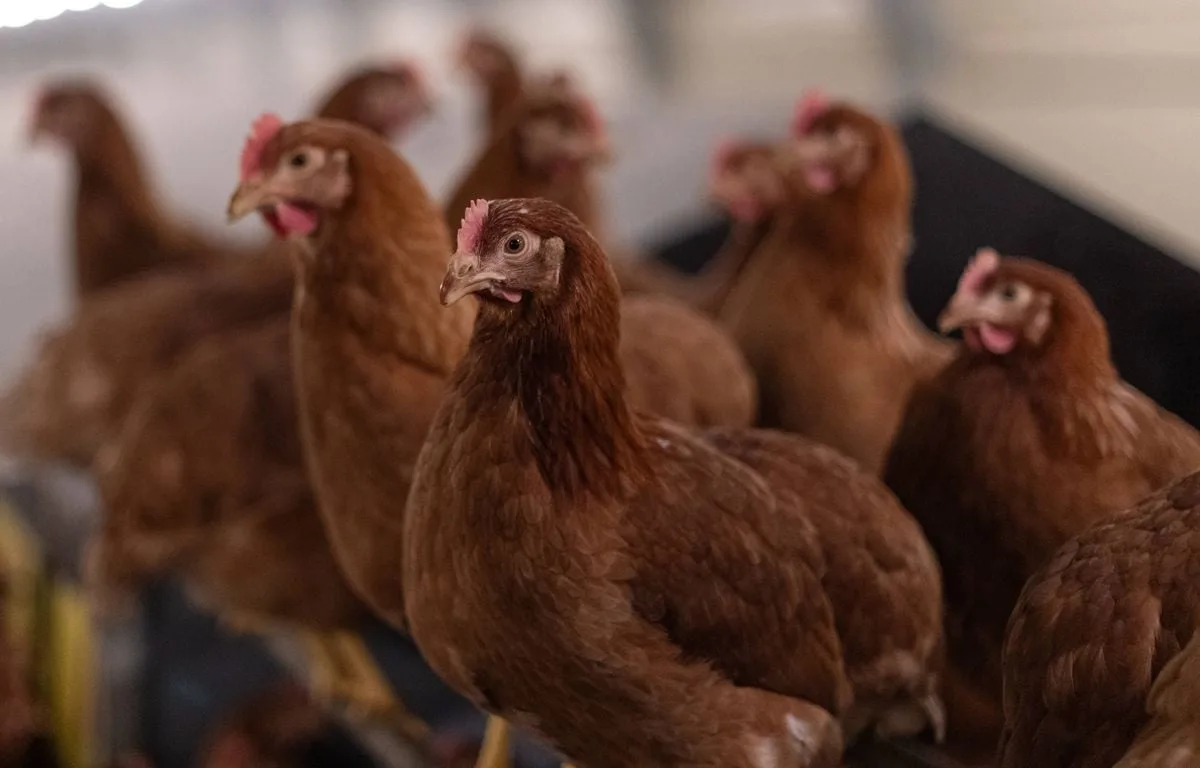 HAUTE-VIENNE : QUI VEUT ADOPTER L’UNE DE CES 600 POULES PROMISES À L’ABATTOIR ?