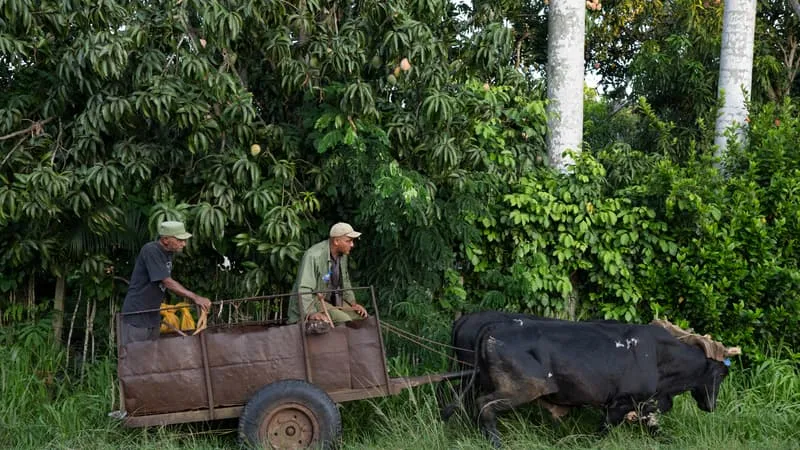 QUE LES « ANNÉES OBAMA » LEUR SEMBLENT LOIN… À CUBA, L’EMBARGO PÉTROLIER AMÉRICAIN FRAPPE L’ÉCONOMIE DE L’ÎLE, SON TOURISME ET SON AGRICULTURE (LA SALADE ROQUETTE A ÉTÉ REMPLACÉE PAR LE MANIOC)