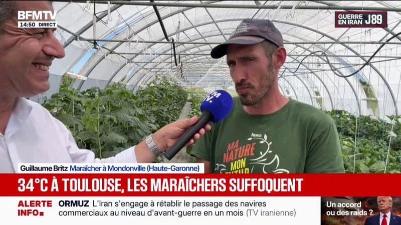 CANICULE : LES CULTURES EN SOUFFRANCE EN HAUTE-GARONNE