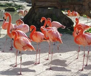 ZOO DE CERZA : UNE JEUNE FEMELLE FOURMILIER GÉANT INTÈGRE LE NOUVEL ESPACE AMÉRIQUE DU SUD