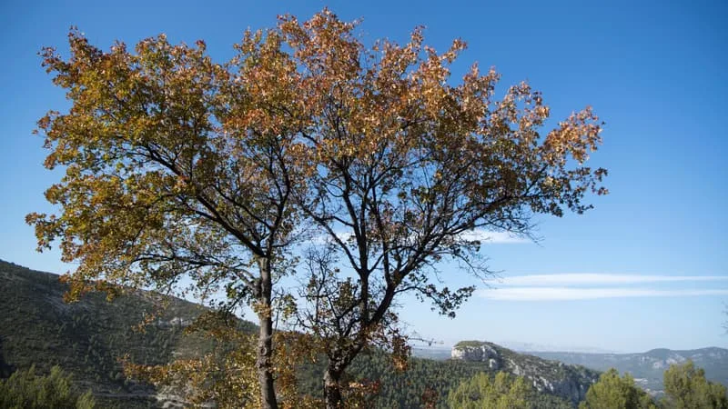 LA PRÉFECTURE DU VAR DÉCONSEILLE L’ACCÈS À TROIS MASSIFS FORESTIERS EN RAISON DU RISQUE D’INCENDIE