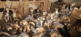 CENTAINE DE CHIENS RETROUVÉS DANS UNE MAISON EN VENDÉE : DES ANIMAUX AVAIENT DÉJÀ ÉTÉ SAISIS EN 2021