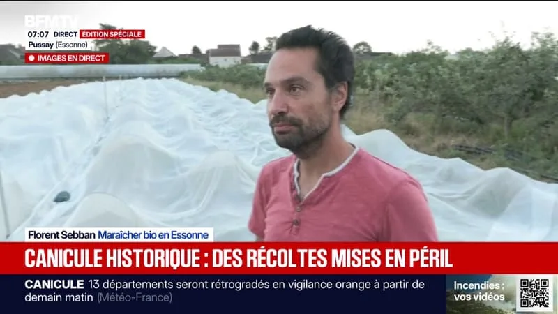 AVEC LA CANICULE, COMMENT LES AGRICULTEURS S’ADAPTENT AUX FORTES CHALEURS POUR LES RÉCOLTES