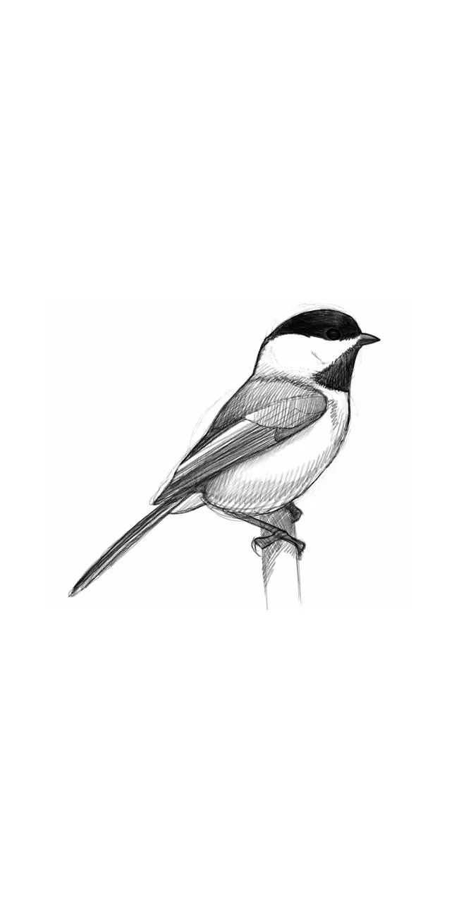COMMENT DESSINER UN OISEAU, AVEC DAVID SIBLEY