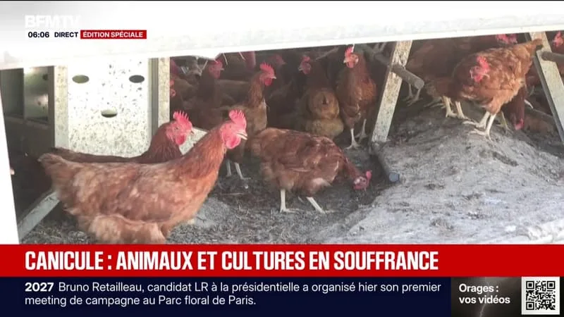 CANICULE: LES AGRICULTEURS EN PREMIÈRE LIGNE POUR PROTÉGER LEURS ANIMAUX ET LEURS CULTURES FACE AUX FORTES CHALEURS
