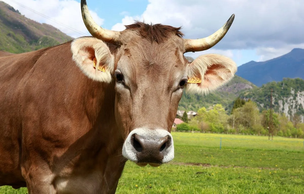 CHARGÉ PAR UNE VACHE DANS LES PYRÉNÉES CATALANES, UN RANDONNEUR HÉLIPORTÉ EN URGENCE À L’HÔPITAL