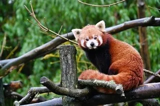 UN NOUVEAU PANDA ROUX À DÉCOUVRIR DANS CE PARC ANIMALIER DU MORBIHAN