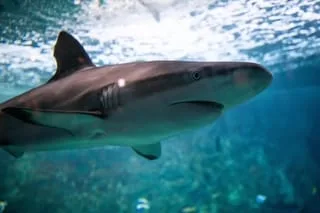 « INCROYABLEMENT CHANCEUX » : UN PLONGEUR FILME L’ATTAQUE DU REQUIN QUI A FAILLI LUI ARRACHER LA JAMBE