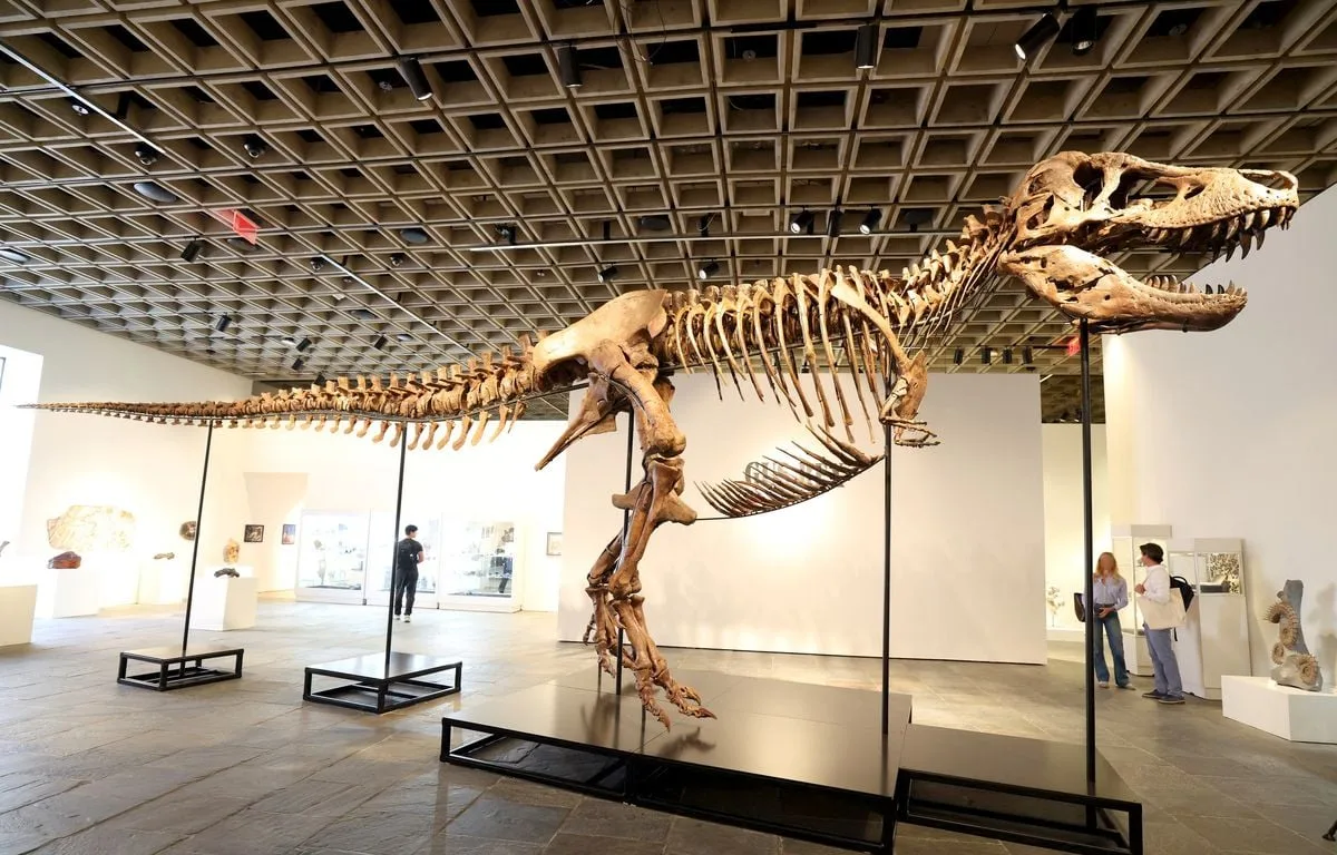 ENCHÈRES : UN SQUELETTE DE T-REX TRÈS BIEN CONSERVÉ DEVRAIT ÊTRE VENDU ENTRE 20 ET 30 MILLIONS DE DOLLARS À NEW YORK