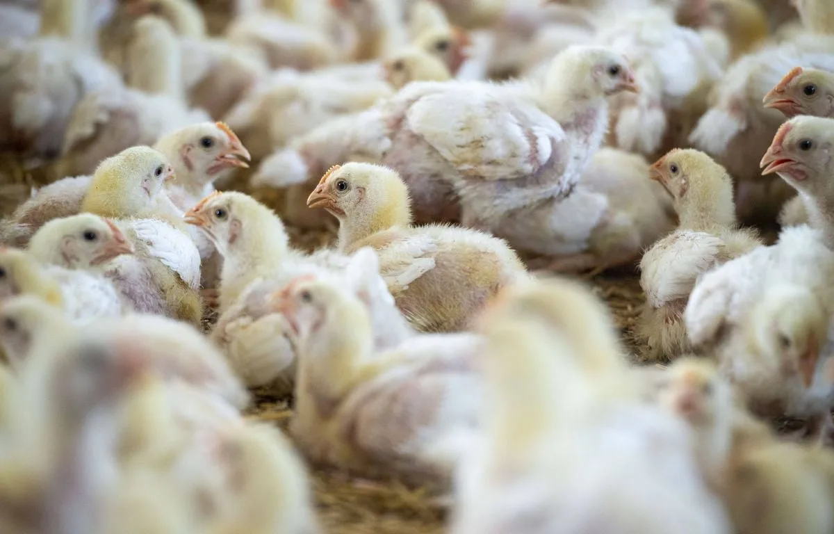 L’AUSTRALIE CONFIRME UNE TRANSMISSION LOCALE DE LA GRIPPE AVIAIRE H5