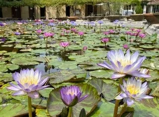 LES NÉNUPHARS DE CE « JARDIN REMARQUABLE » OUVERT DEPUIS 1875 ONT INSPIRÉ CLAUDE MONET POUR SES « NYMPHÉAS »
