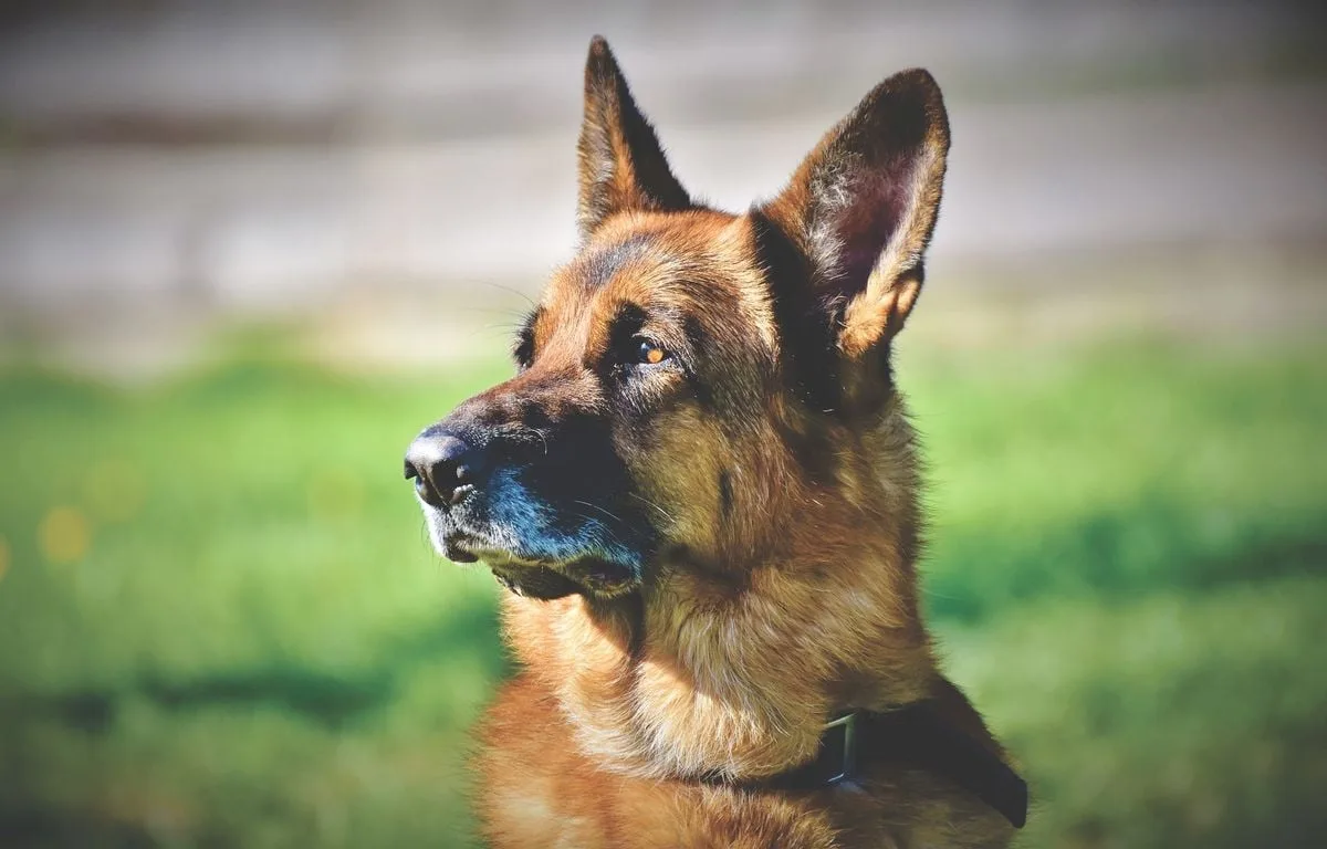 ROYAUME-UNI : L’ÉQUIPAGE D’UN BATEAU SAUVE UN CHIEN QUI AVAIT DÉRIVÉ PENDANT PRÈS DE DEUX HEURES SUR UN KAYAK