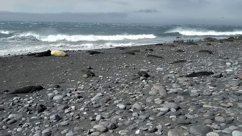 13.000 PETITS D’ÉLÉPHANTS DE MER MORTS DE LA GRIPPE AVIAIRE SUR UNE ÎLE VOLCANIQUE AUSTRALIENNE