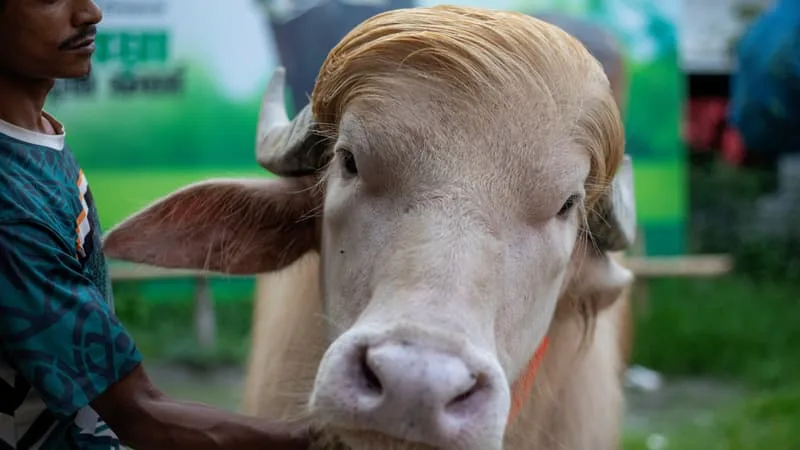 MÈCHE BLONDE ET 700 KILOS: UN BUFFLE ALBINOS « SOSIE » DE DONALD TRUMP DEVENU UNE STAR AU BANGLADESH AVANT SON SACRIFICE