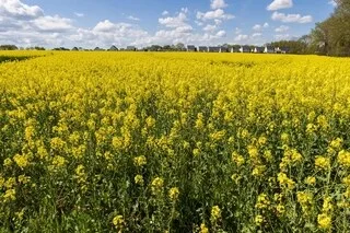LE COLZA FRANÇAIS POURRA-T-IL CONCURRENCER LE SOJA BRÉSILIEN ?