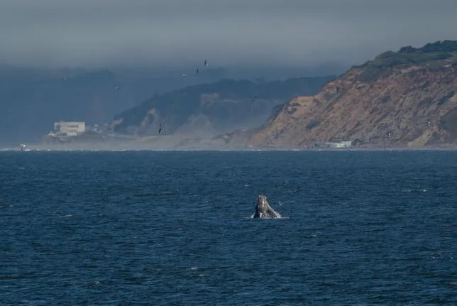 À SAN FRANCISCO, LES BALEINES SONT DEVENUES UN CASSE-TÊTE POUR LE TRAFIC MARITIME