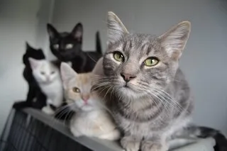 INFO OUEST-FRANCE. CHATS LACÉRÉS, MUTILÉS, DISPARUS OU MORTS : UNE ENQUÊTE OUVERTE DANS CETTE COMMUNE DE BRETAGNE