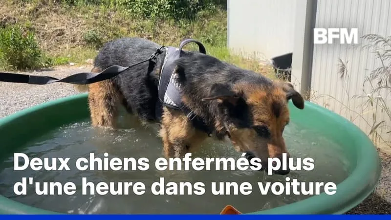 VAGUE DE CHALEUR: DES MAÎTRES DE CHIENS ÉPINGLÉS POUR AVOIR “OUBLIÉ” LEUR ANIMAL DANS LA VOITURE