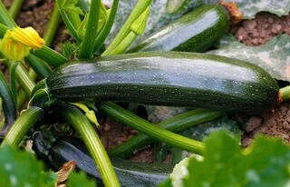 VIDÉO. COMMENT RÉUSSIR SES COURGETTES, DU SEMIS À LA PLANTATION AU JARDIN : NOS CONSEILS ÉTAPE PAR ÉTAPE