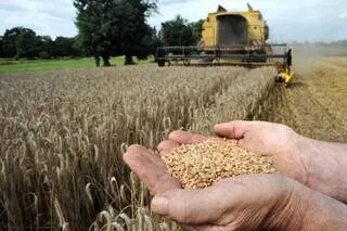DES « NOUVEAUX OGM » DANS NOS ASSIETTES ET DANS NOS CHAMPS ? CINQ QUESTIONS SUR UN VOTE EUROPÉEN CRUCIAL CE MERCREDI