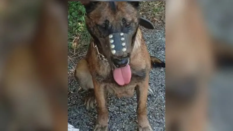 UN HOMME PLACÉ EN GARDE À VUE APRÈS AVOIR ABANDONNÉ SON CHIEN ET MENTI AUX GENDARMES DES ALPES-DE-HAUTE-PROVENCE