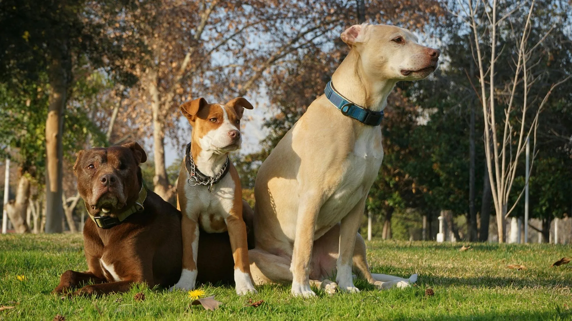 L’EUTHANASIE DU CHIEN CURTIS, QUI A TUÉ ELISA PILARSKI, SUSPENDUE APRÈS L’APPEL DE CHRISTOPHE ELLUL