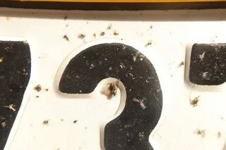 VOTRE PLAQUE D’IMMATRICULATION PEUT PARTICIPER À LA RECHERCHE SUR LES INSECTES, VOICI COMMENT
