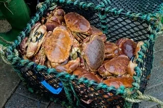 FÊTE DU CRABE, DE L’ANDOUILLE, FESTIVAL DE GALETTES… SIX ÉVÉNEMENTS À NE PAS MANQUER EN BRETAGNE AU MOIS D’AOÛT