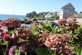 EMBLÉMATIQUES DE LA BRETAGNE ESTIVALE, LES FLEURS D’HORTENSIA ONT PARFOIS GRILLÉ SOUS L’EFFET DES FORTES CHALEURS