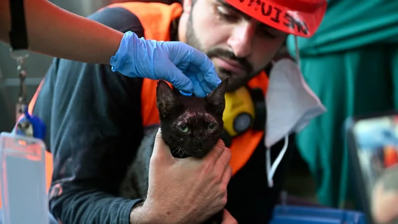 « UN RAYON DE LUMIÈRE »: UN CHAT SORTI DES DÉCOMBRES AU VENEZUELA PLUS DE TROIS SEMAINES APRÈS LE DOUBLE SÉISME QUI A FAIT PLUS DE 5.000 MORTS