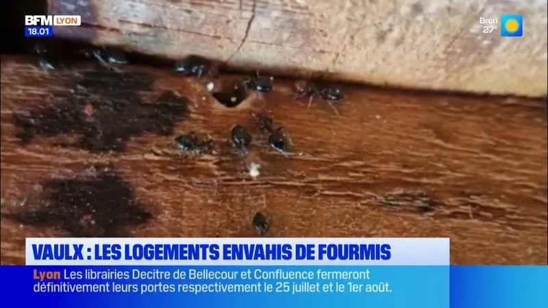 CHALEUR : LES LOGEMENTS ENVAHIS DE FOURMIS À VAULX-EN-VELIN