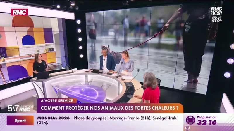 KATIA RENARD À VOTRE SERVICE : CANICULE, LES ANIMAUX AUSSI SOUFFRENT DE LA CHALEUR ; COMMENT LES PROTÉGER ? – 26/06