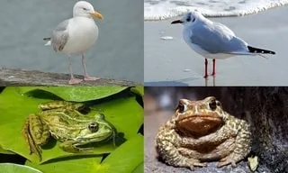 QUIZ. SAUREZ-VOUS DIFFÉRENCIER CES ANIMAUX ?