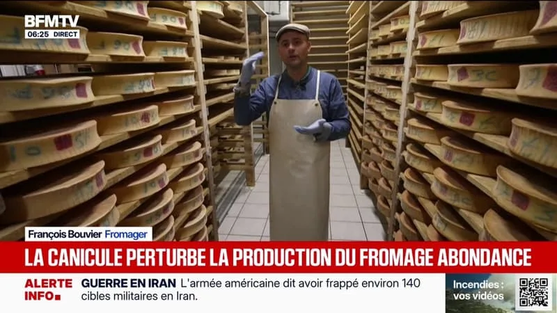 CANICULE: EN HAUTE-SAVOIE, LES FORTES CHALEURS PERTURBENT LA PRODUCTION DU FROMAGE ABONDANCE, UN RISQUE POUR LES AGRICULTEURS ET FROMAGERS DE PERDRE L’APPELLATION