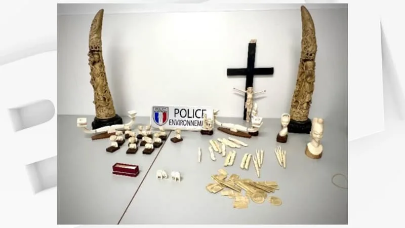 74 OBJETS EN IVOIRE D’ÉLÉPHANT DONT DEUX DÉFENSES SAISIS DANS UNE BROCANTE DU NORD, SIX PROCÉDURES LANCÉES