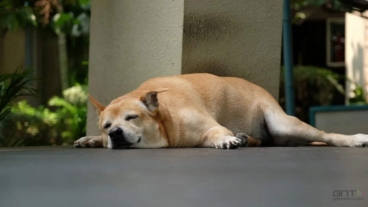 LES KILOS EN TROP PÈSENT AUSSI SUR LE CERVEAU DE VOTRE CHIEN
