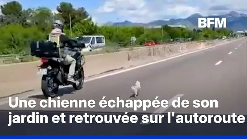 UNE CHIENNE ÉCHAPPÉE DE SON JARDIN A ÉTÉ RETROUVÉE SUR L’AUTOROUTE PAR UNE BRIGADE CANINE