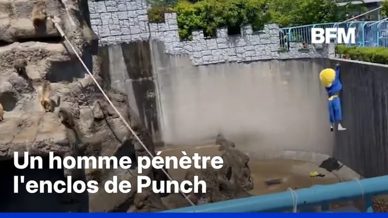 JAPON: UN HOMME A ÉTÉ ARRÊTÉ POUR AVOIR PÉNÉTRÉ DANS L’ENCLOS DU SINGE PUNCH