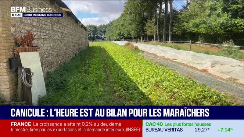 CANICULE : L’HEURE EST AU BILAN POUR LES MARAÎCHERS