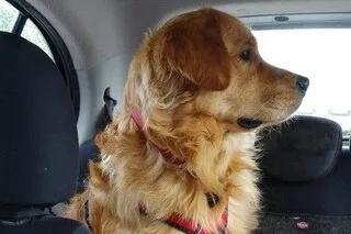 VOICI CINQ CONSEILS POUR TRANSPORTER SON CHIEN OU SON CHAT DURANT UN VOYAGE EN VOITURE
