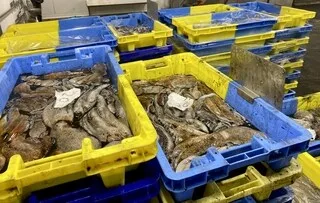 LE POULPE, ÉTOILE MONTANTE POUR LA PÊCHE DANS L’OUEST