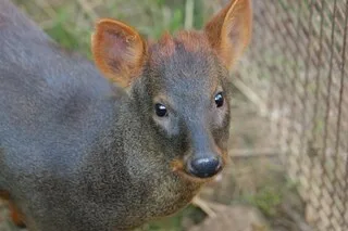 « LE PLUS PETIT CERVIDÉ AU MONDE » : MIGUEL, 1 AN, A REJOINT CE PARC ANIMALIER DE MAINE-ET-LOIRE