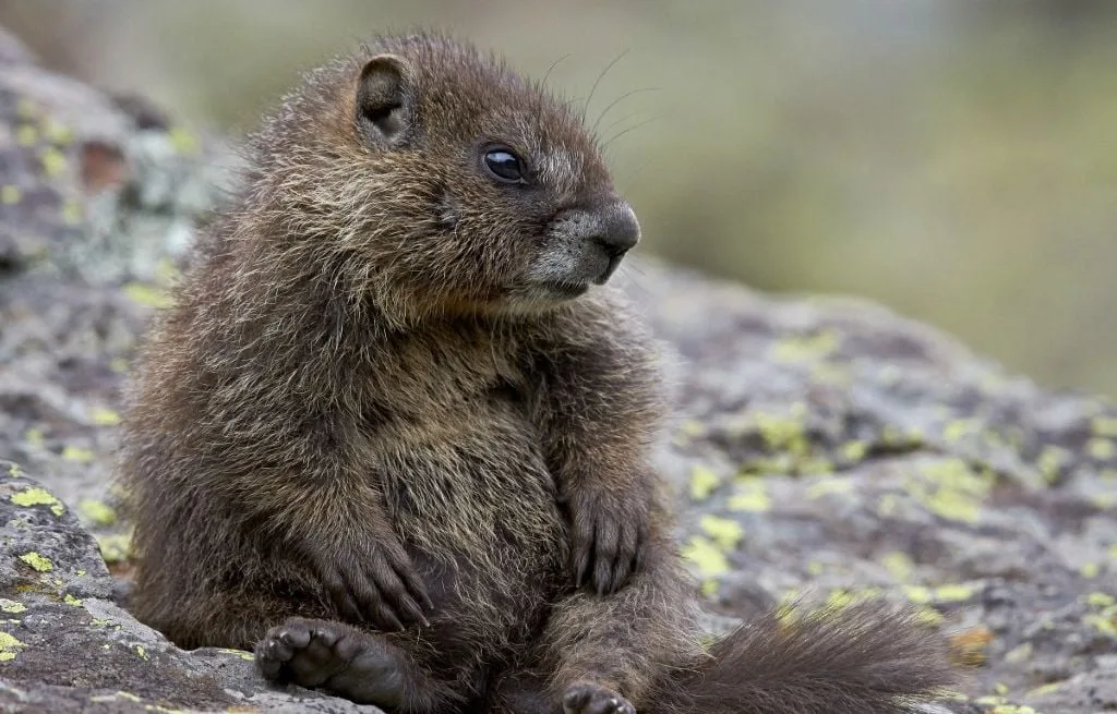 POURQUOI CE COMPTE ONLYFANS POUR UNE MARMOTTE ?