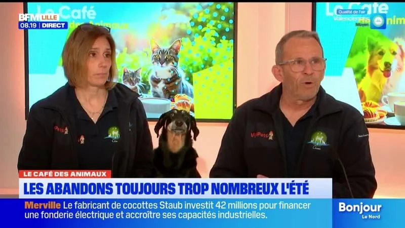 LE CAFÉ DES ANIMAUX: LES ABANDONS TROP NOMBREUX DURANT L’ÉTÉ