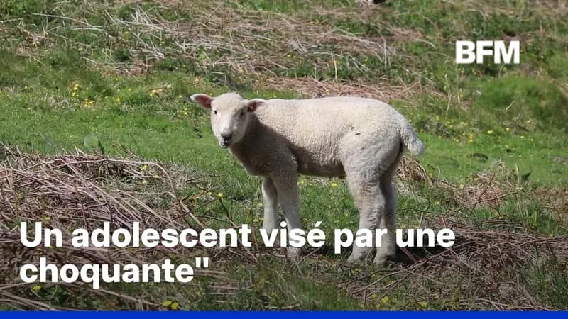 DIGNES-LES-BAINS: UN ADOLESCENT VISÉ PAR UNE PLAINTE POUR DES FAITS SUSCEPTIBLES DE RELEVER DE ZOOPHILIE