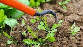 SURVEILLER LES FRUITS, PASSER LA BINETTE, SEMER LES FLEURS… VOICI DIX GESTES À FAIRE AU JARDIN EN JUILLET