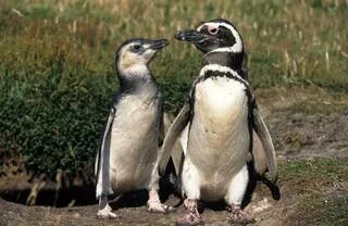 VOICI COMMENT CES MANCHOTS AIDENT LES SCIENTIFIQUES À FAIRE LA CHASSE AUX POLLUANTS ÉTERNELS AU FIN FOND DE LA PATAGONIE